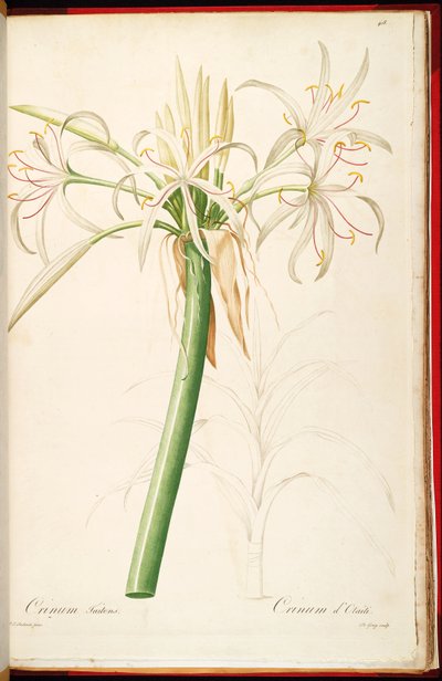 Crinum asiaticum var. pedunculatum by Pierre Joseph Redouté